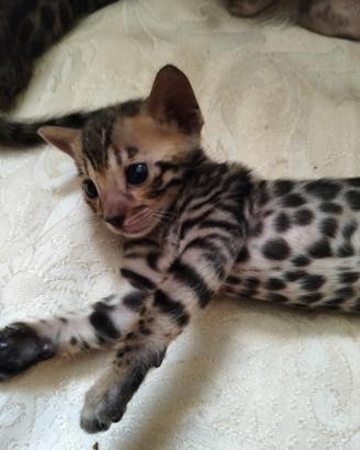 Gatti bengala