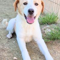 Ralph,in adozione dal canile