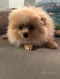 Spitz