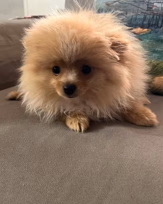 Spitz
