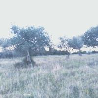 Terreno oliveto Martis (SS)