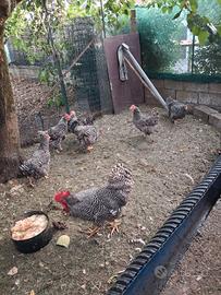 Galline Amrock