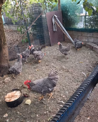 Galline Amrock