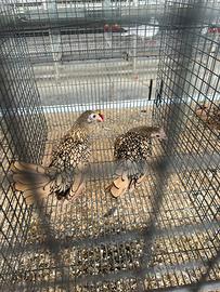 Galline Sebright, razza ornamentale