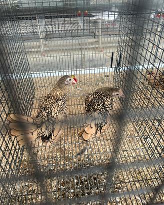 Galline Sebright, razza ornamentale