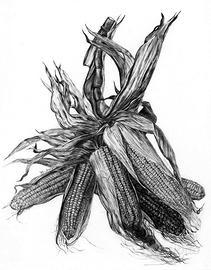 Disegno a matita. "Mais". Anno 1988.