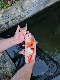 Carpe Koi
