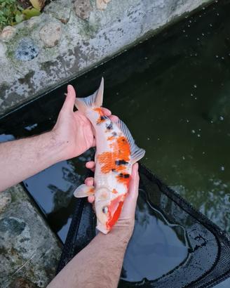 Carpe Koi