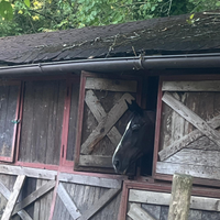 Vendita cavalli arabi più stallone per monta