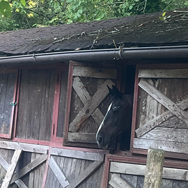 Vendita cavalli arabi più stallone per monta