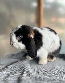 Ariete lop giapponese