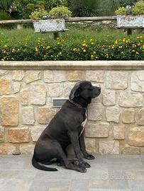 Splendido cane corso 6 anni