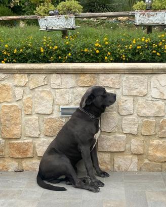 Splendido cane corso 6 anni