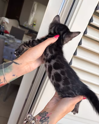 Gattini bengala