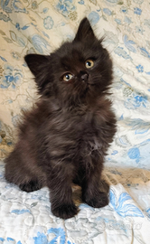 Gattini siberiani gatto siberiano con pedigree