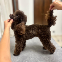 Barboncino Toy per monta