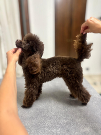 Barboncino Toy per monta