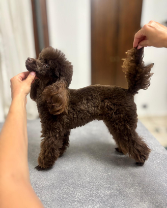 Barboncino Toy per monta