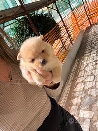Spitz Pomerania