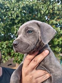 Cuccioli cane corso