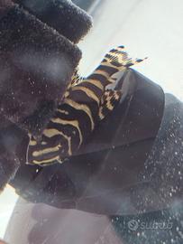 Loricaridi L134 Peckoltia