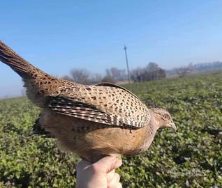 Uccello Faggiano