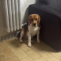 Beagle accoppiamento
