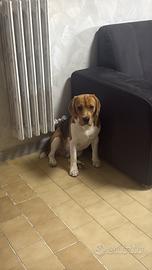 Beagle accoppiamento