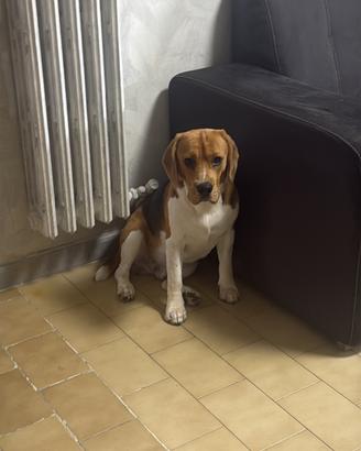 Beagle accoppiamento