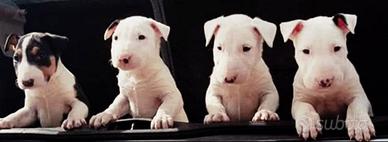 Cuccioli di Bull Terrier Inglese Standard