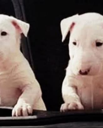 Cuccioli di Bull Terrier Inglese Standard