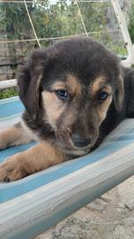 Regalasi cuccioli di cane