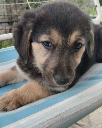 Regalasi cuccioli di cane