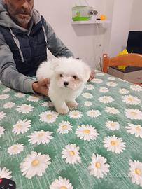 Cucciola maltese