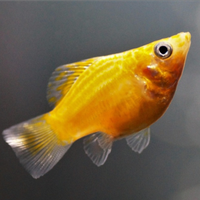 Pesciolini gialli tropicali
