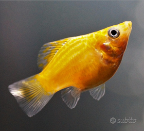 Pesciolini gialli tropicali