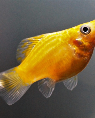 Pesci gialli tropicali platy