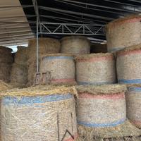 Fieno per cavalli e bovini