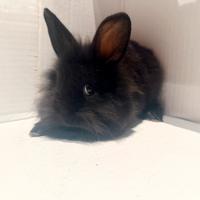 Coniglio nano testa di leone domestico