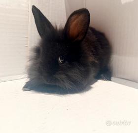 Coniglio nano testa di leone domestico