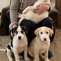 Cuccioli taglia media in adozione