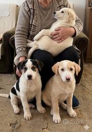 Cuccioli taglia media in adozione