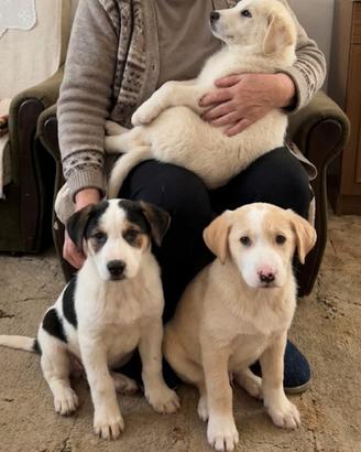 Cuccioli taglia media in adozione