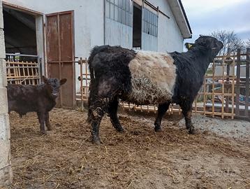 Vacca e vitello Galloway