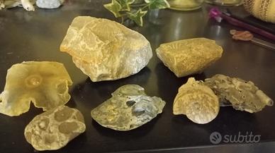Piccola collezione di fossili (x iniziare)