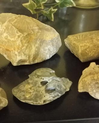 Piccola collezione di fossili (x iniziare)