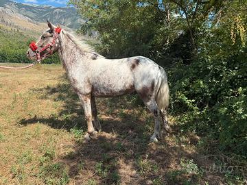 Cavallina appaloosa