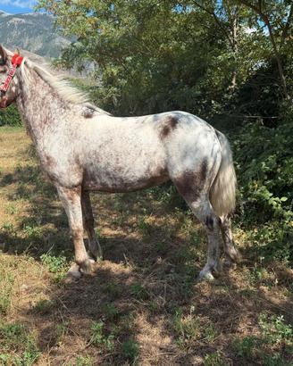 Cavallina appaloosa