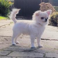 Cucciolo chihuahua con pedigree enci