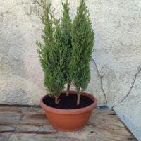 boschetto cipressi bonsai 